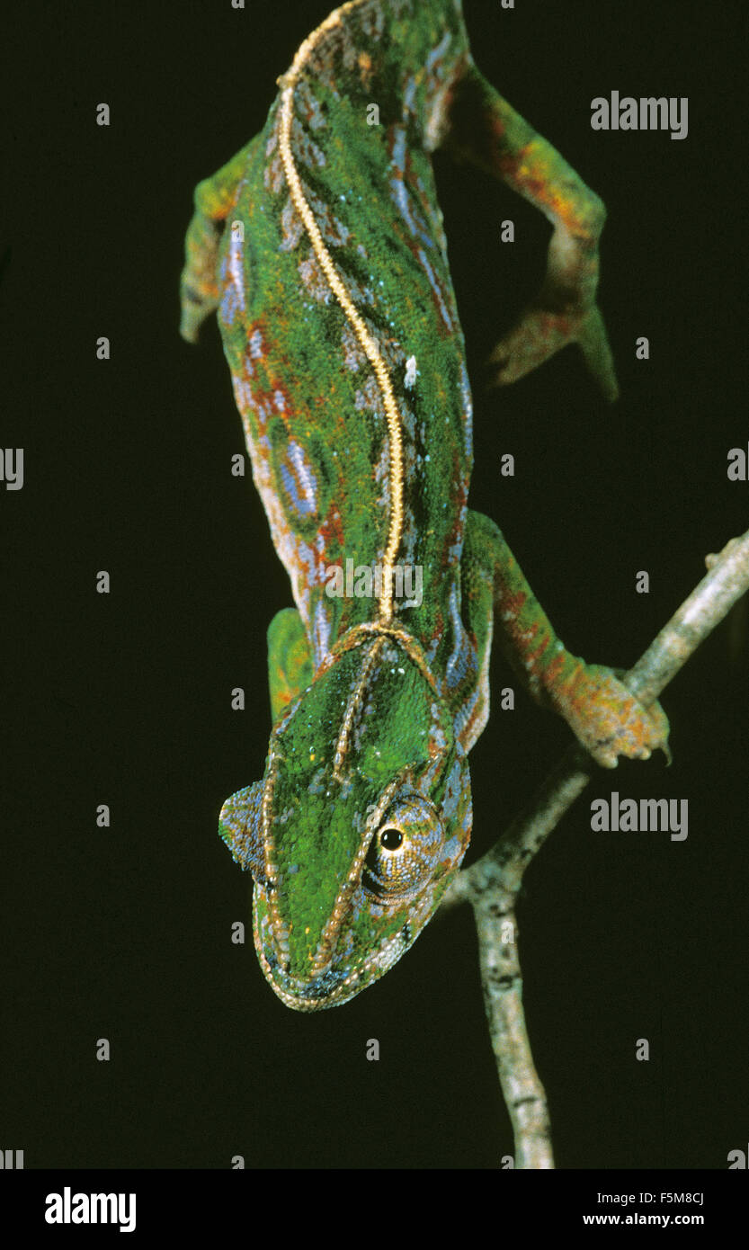 Madagascar Forest Chameleon, furcifer campani, Adult standing on Branch against Black Background Stock Photo