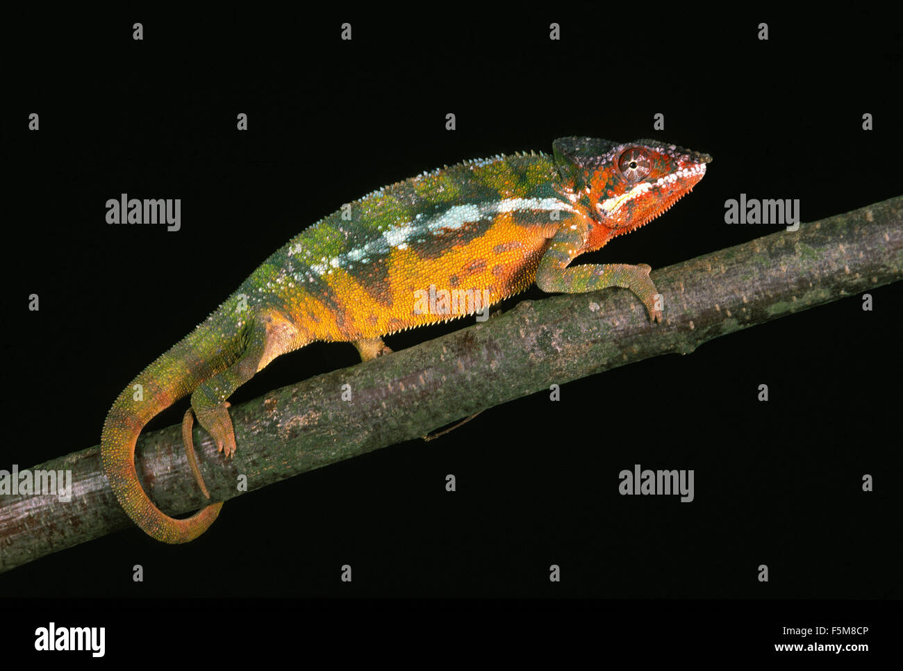 Jewelled Chameleon or Carpet Chameleon, furcifer lateralis, Adult against Black Background Stock Photo