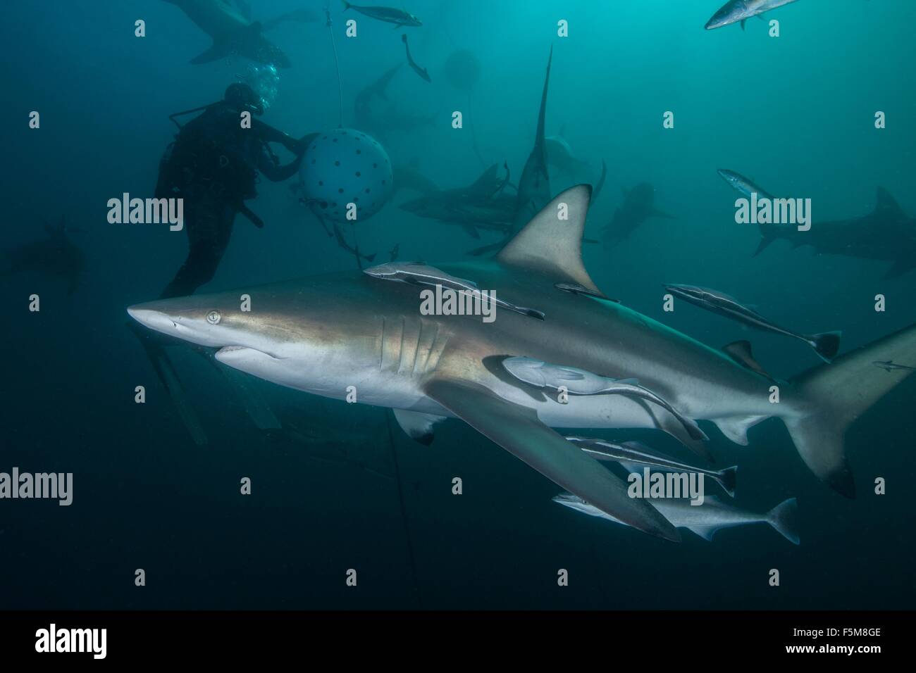 Diver and Oceanic Blacktip sharks (carcharhinus limbatus) gathering at Aliwal Shoal, Durban, South Africa Stock Photo