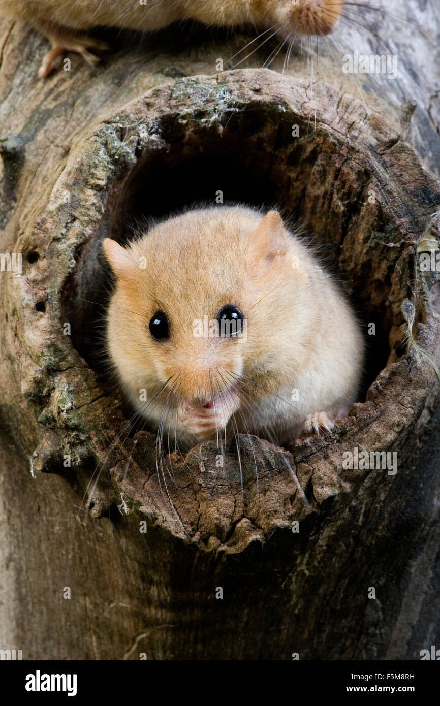 Common Dormouse, muscardinus avellanarius, Adult standing at Nest Entrance, Normandy Stock Photo