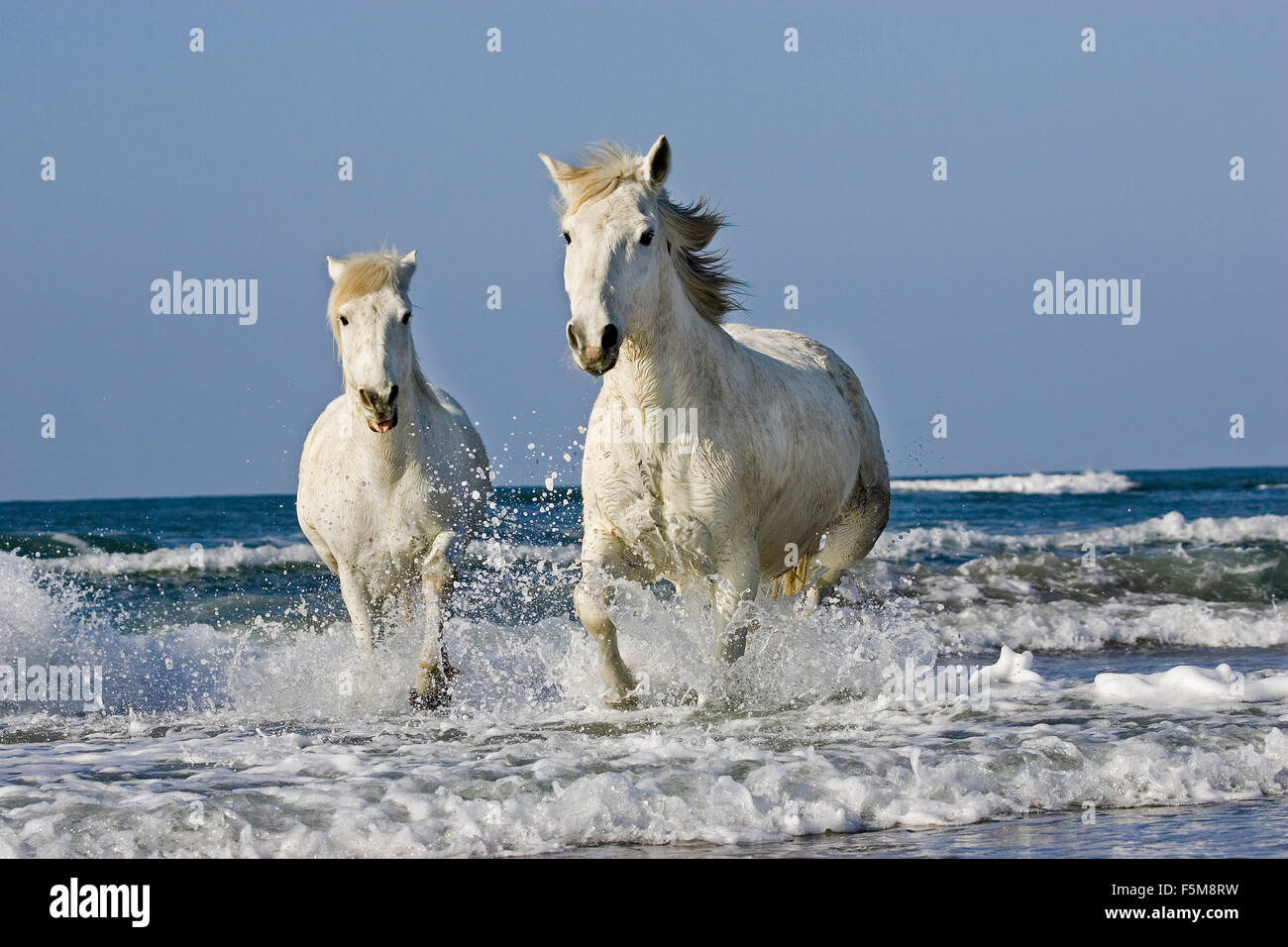 Camargue Horse Galloping On Beach Saintes Maries De La Mer