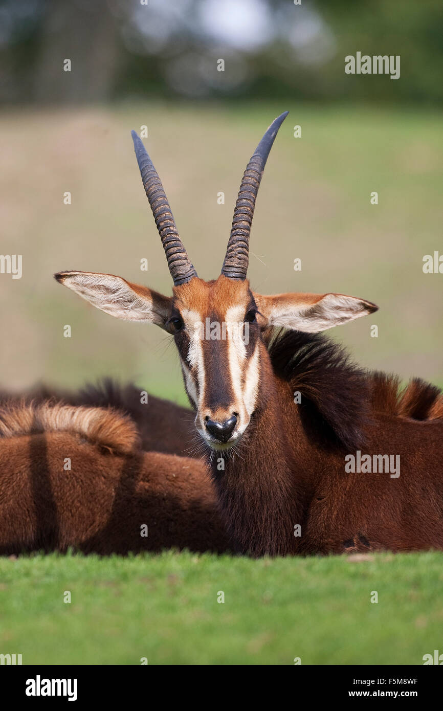 Sable Antelope, hippotragus niger Stock Photo