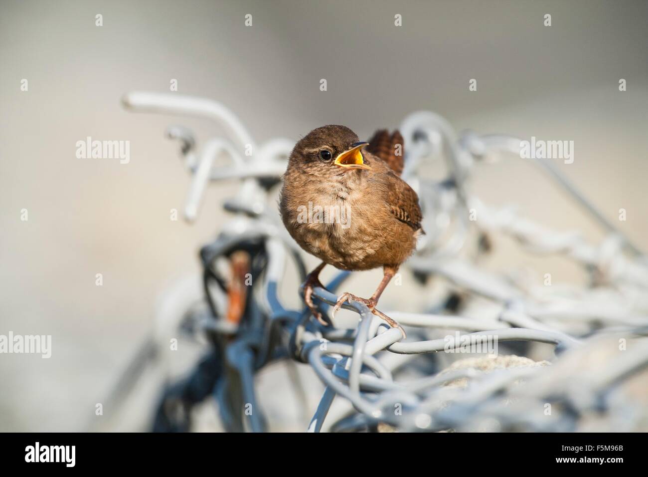 Fair Isle wren (troglodytes troglodytes fridariensis) on metal fence, Fair Isle, Shetland, United Kingdom Stock Photo