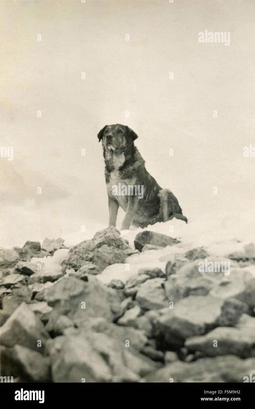 A big dog on snowy peak Stock Photo
