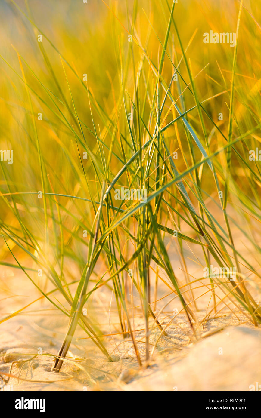 Shoreline flora: European marram grass (or European beachgrass) Stock Photo