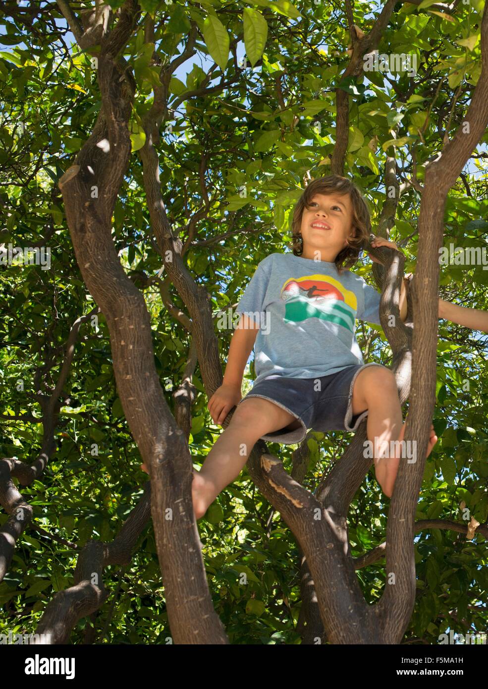 Young boy sitting in tree, low angle view Stock Photo