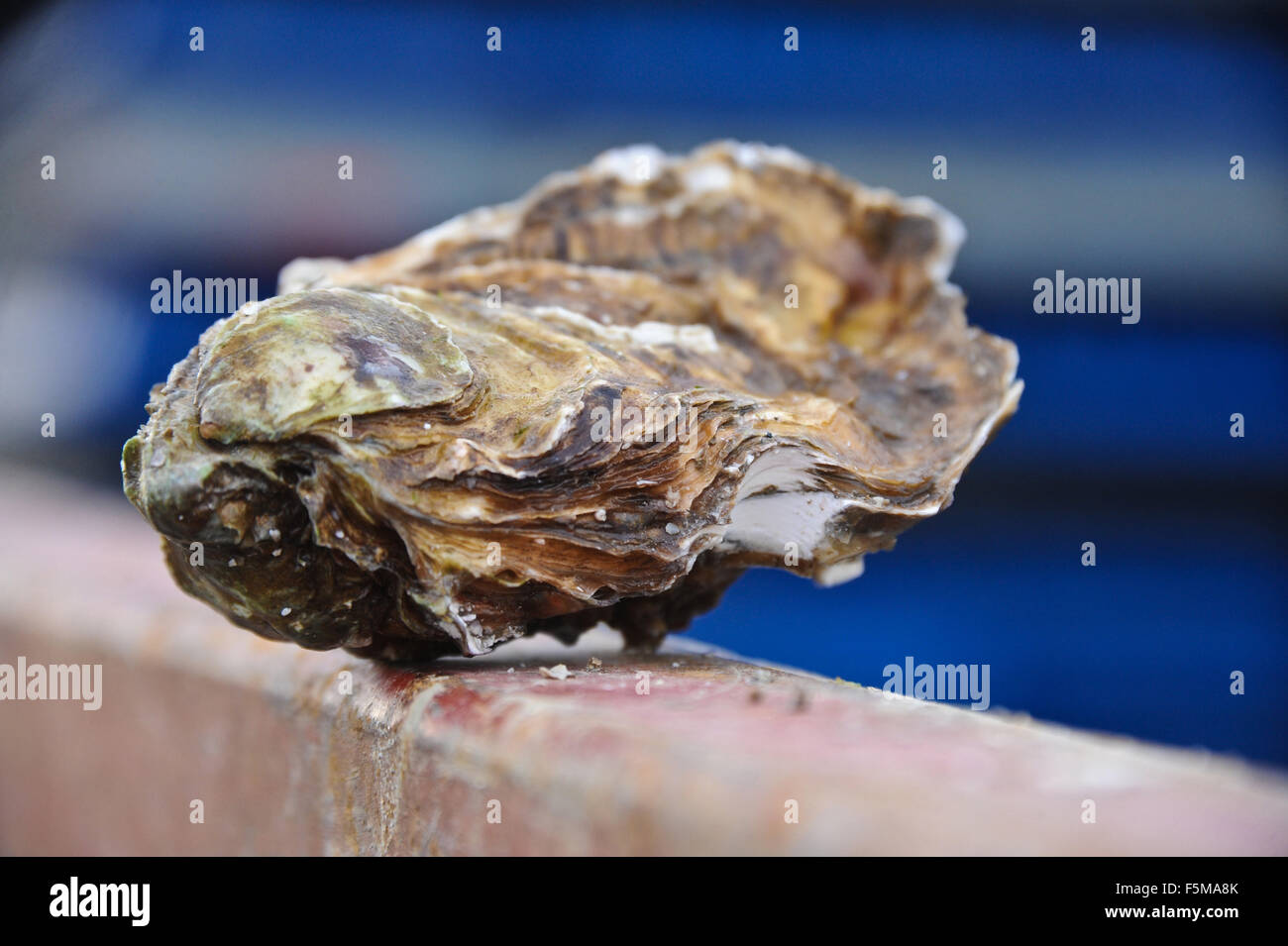 Marennes (western France): Oyster farming Stock Photo