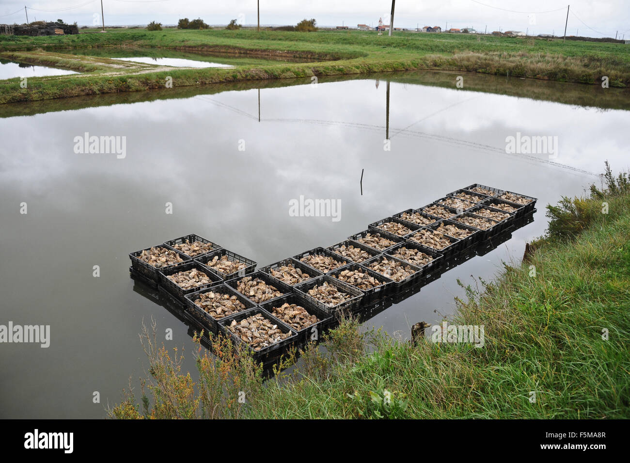 Marennes (western France): Oyster farming Stock Photo