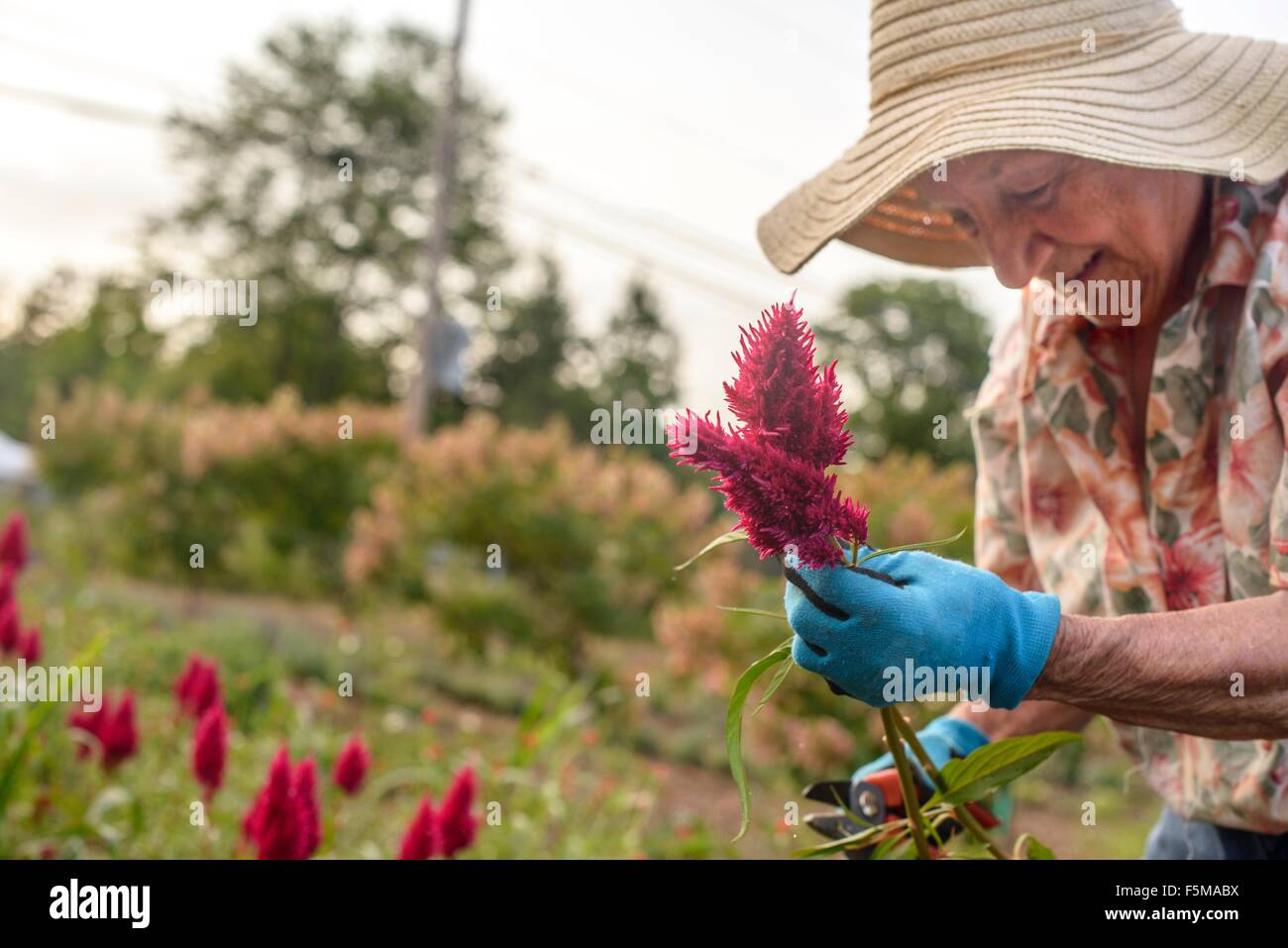 Senior woman harvesting and trimming flowers on farm Stock Photo