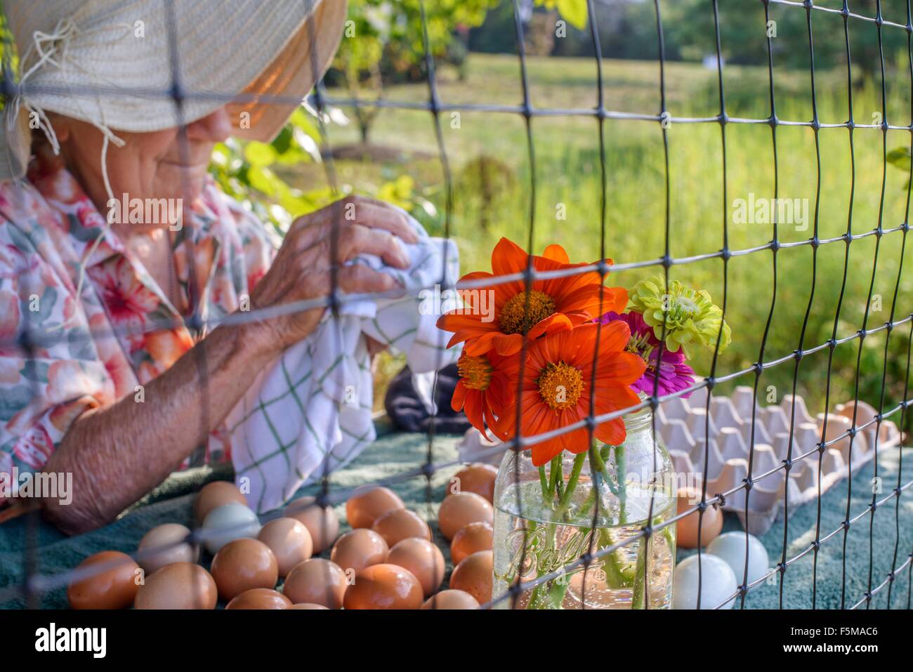 Senior woman wiping eggs on farm Stock Photo