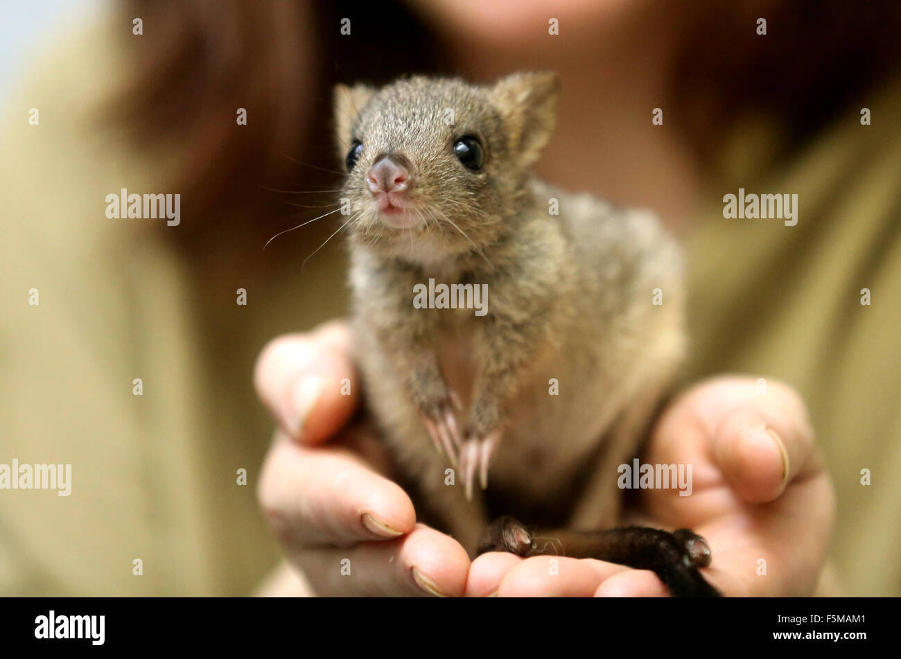 Duisburg, Germany. 6th Nov, 2015. Four-month old Lucy the baby rat-kangaroo in the hands of her keeper Anna-Lena, at the zoo in Duisburg, Germany, 6 November 2015. Lucy is being raised by keepers because her mother is died. PHOTO: ROLAND WEIHRAUCH/DPA/Alamy Live News Stock Photo