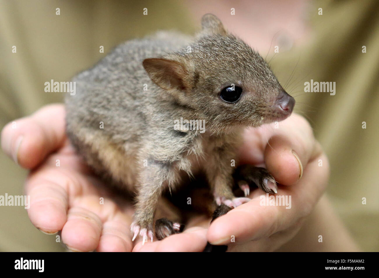 Duisburg, Germany. 6th Nov, 2015. Four-month old Lucy the baby rat-kangaroo in the hands of her keeper Anna-Lena, at the zoo in Duisburg, Germany, 6 November 2015. Lucy is being raised by keepers because her mother died. PHOTO: ROLAND WEIHRAUCH/DPA/Alamy Live News Stock Photo