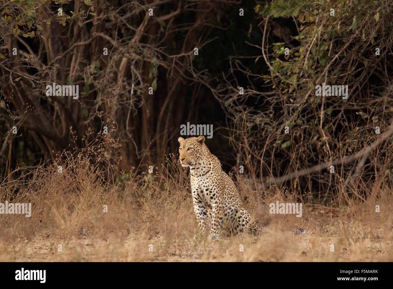 Portrait of  leopard (Panthera pardus), Mana Pools National Park, Zimbabwe Stock Photo