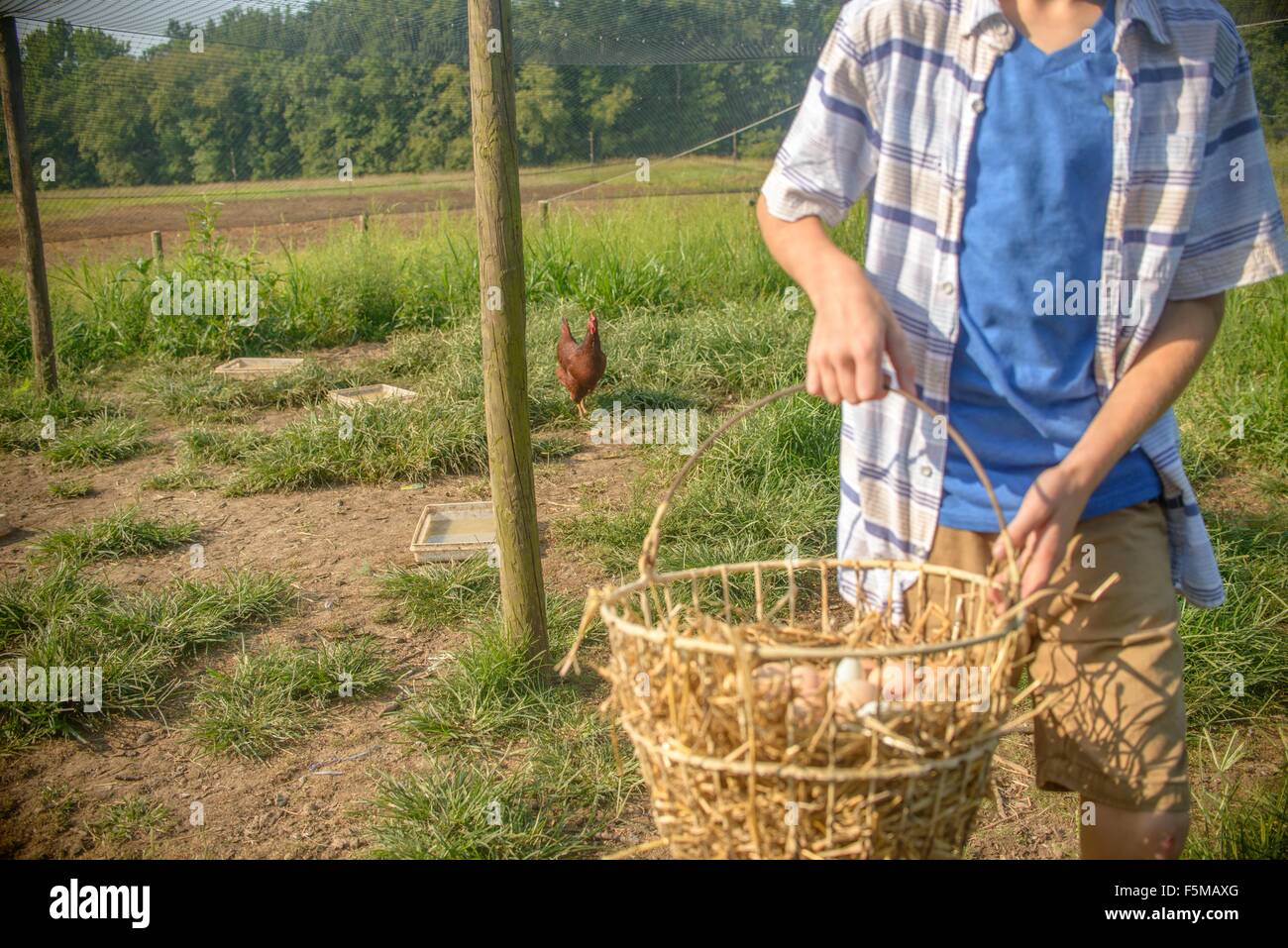 Cropped shot of boy carrying basket of eggs in field Stock Photo