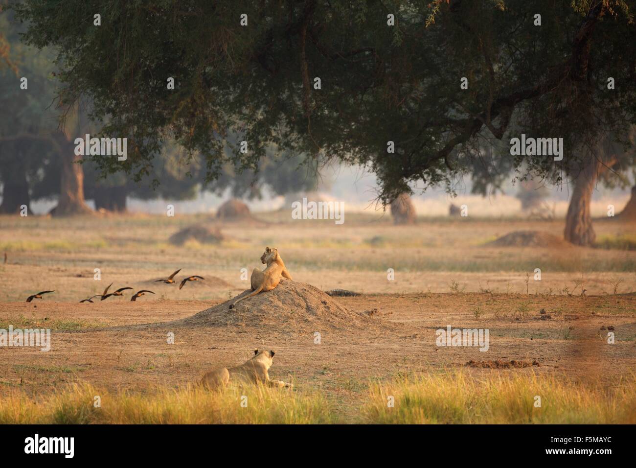 Lionesses (Panthera leo), rear view, Mana Pools National Park, Zimbabwe Stock Photo