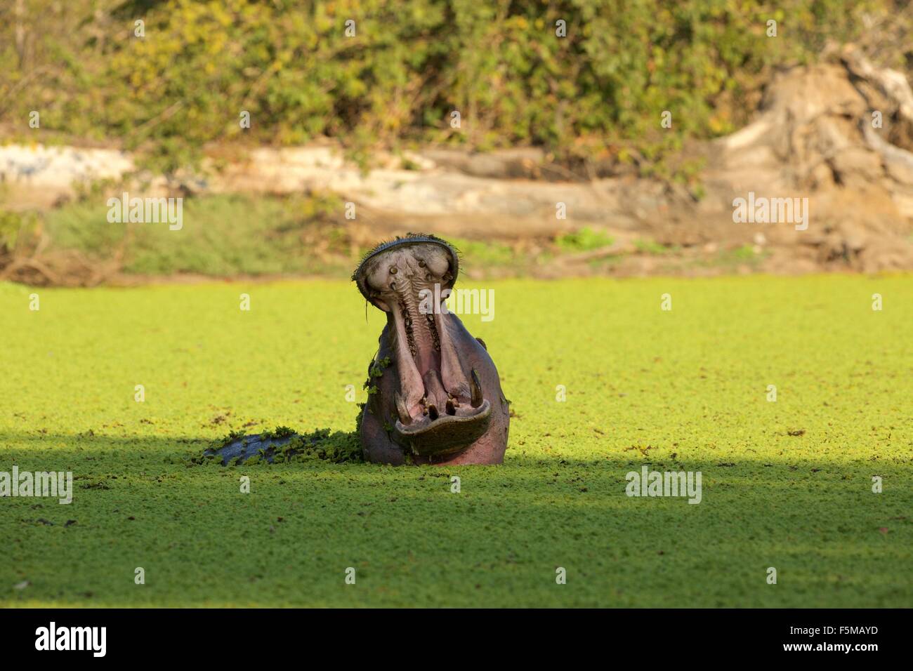 Hippo mouth open hires stock photography and images Alamy