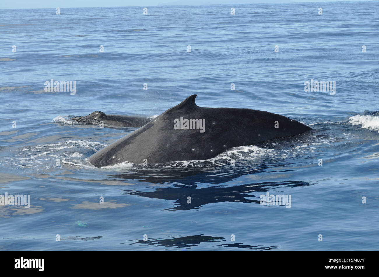 Mother humpback whale with baby calf off the coast of Kauai Stock Photo ...