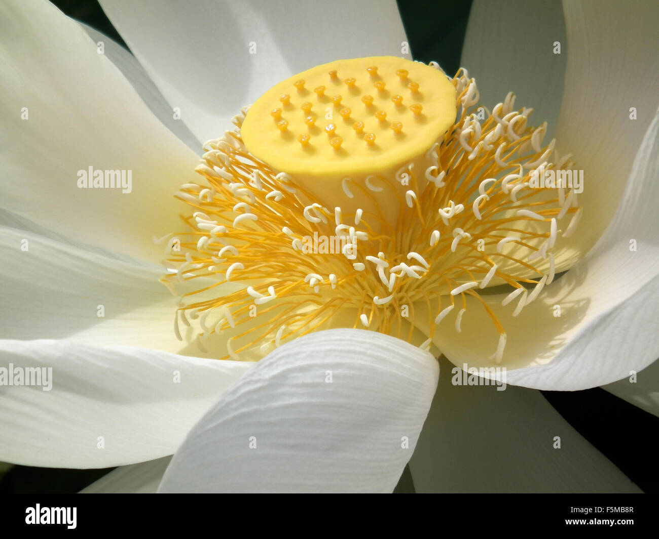 The most beautiful flower of China Stock Photo Alamy