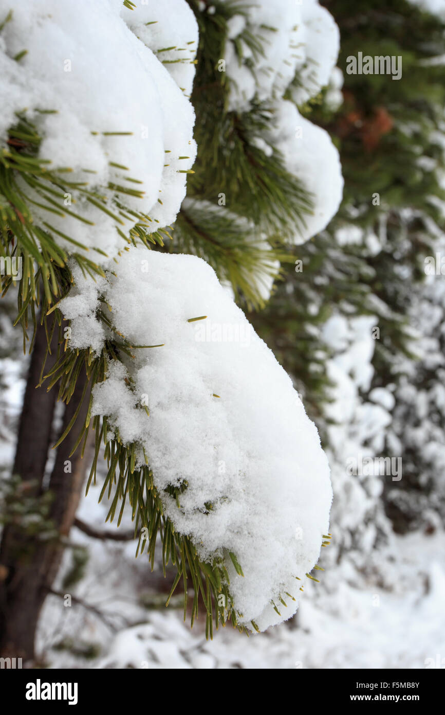 Blanket of snow covering pine tree in a forest Stock Photo - Alamy