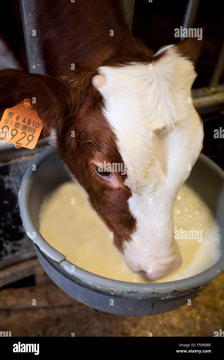 Calf drinking milk Stock Photo