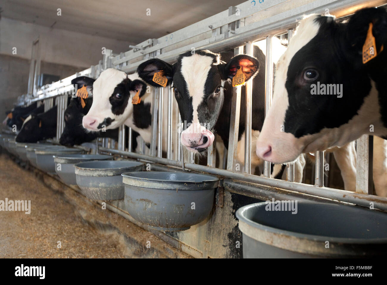 Calves drinking milk Stock Photo