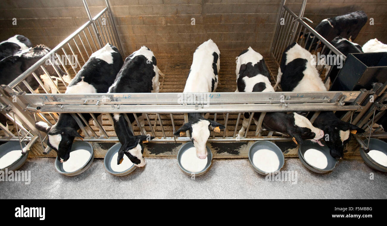 Calves drinking milk Stock Photo