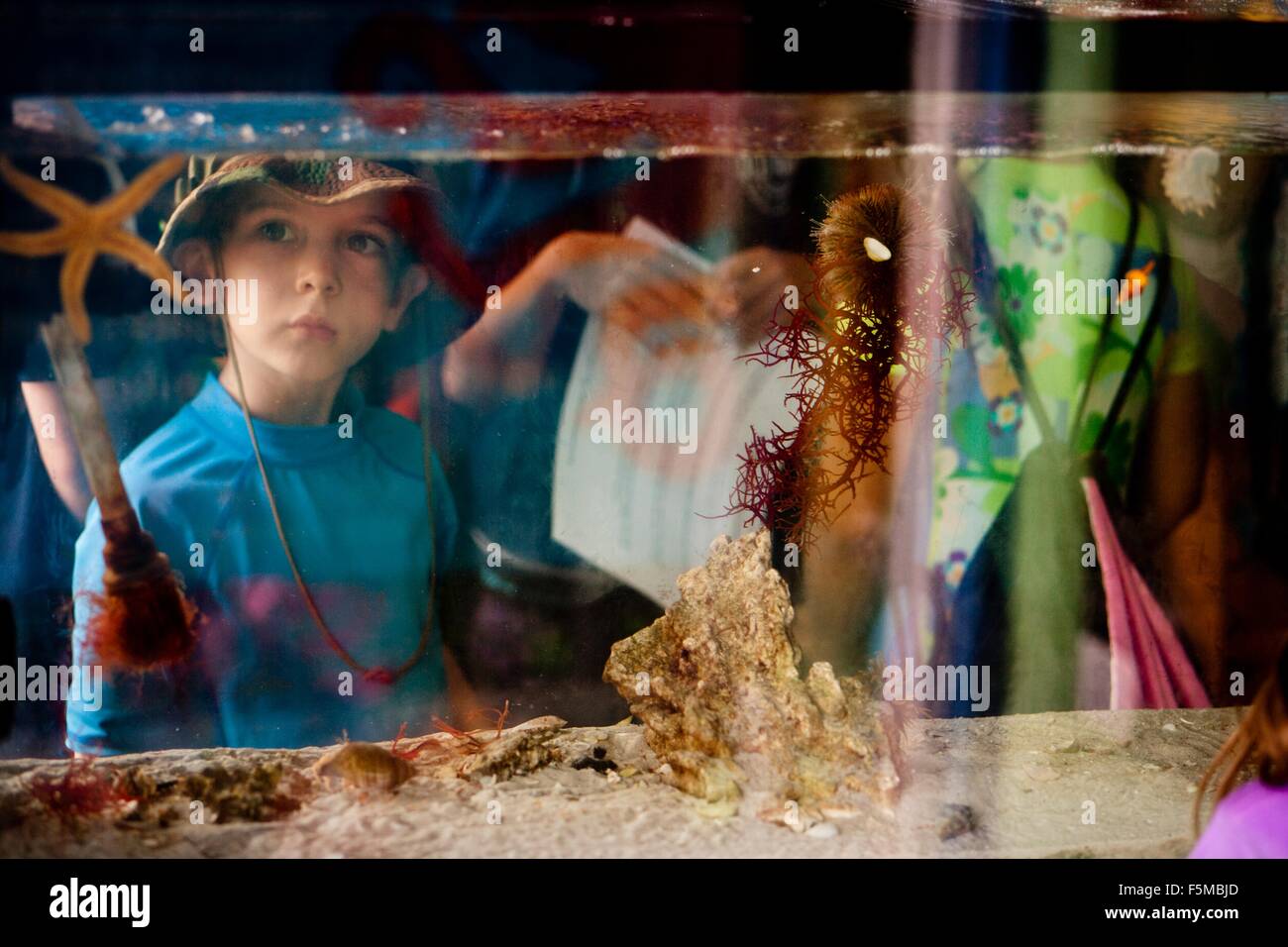 View through salt water aquarium of young boy looking at starfish Stock Photo