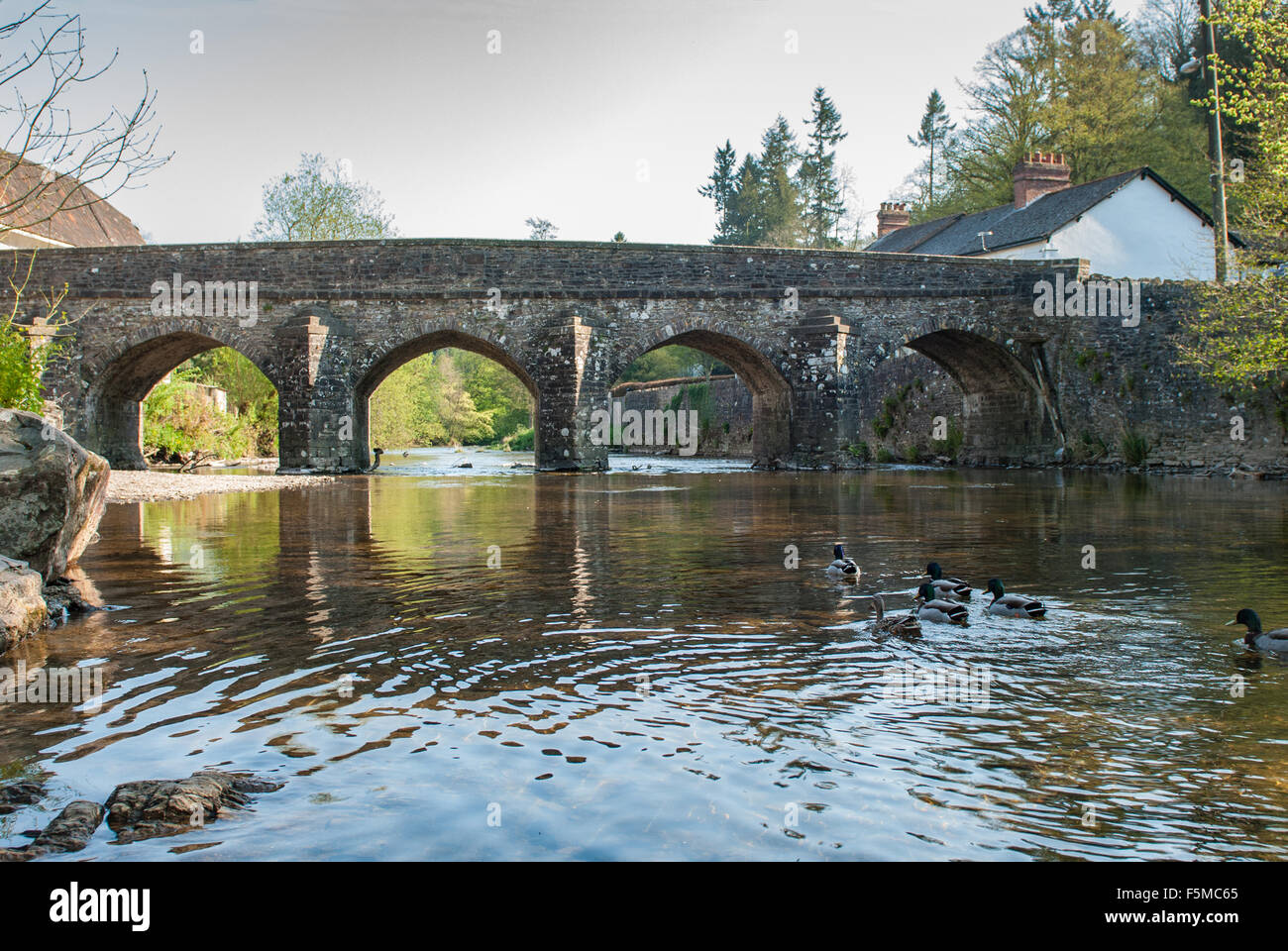 Dulverton river bridge over the River Barle, Somerset, England, UK Stock Photo Alamy
