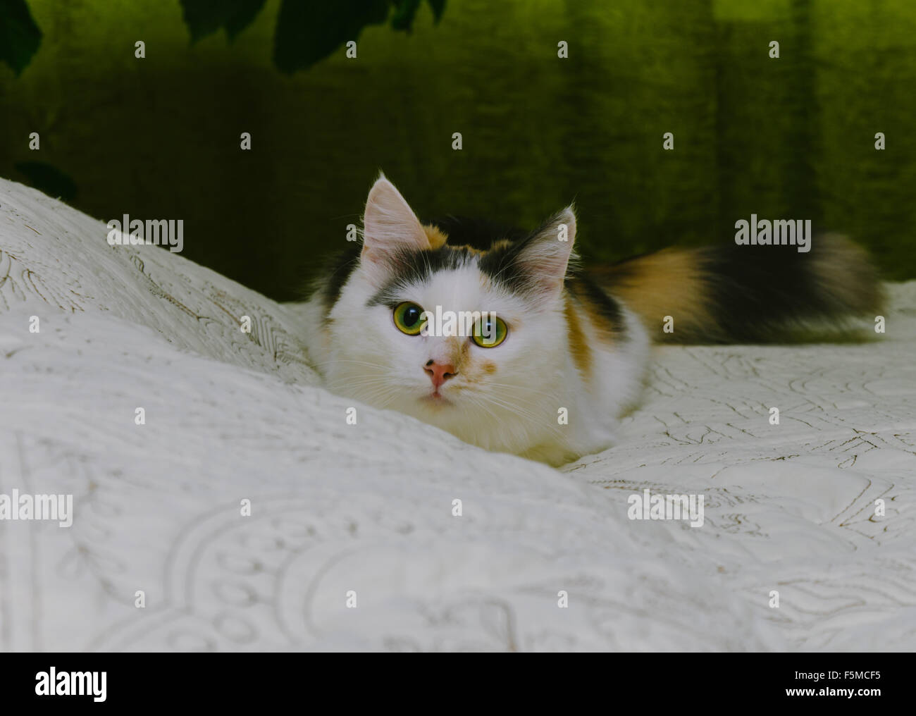 Cat with green eyes on the home bed Stock Photo - Alamy