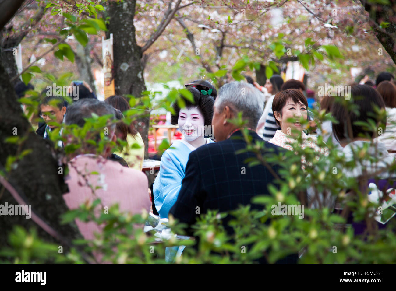 A geisha entertainment during a hanami at sakura (cherry blossom) season, Kyoto, Japan Stock Photo