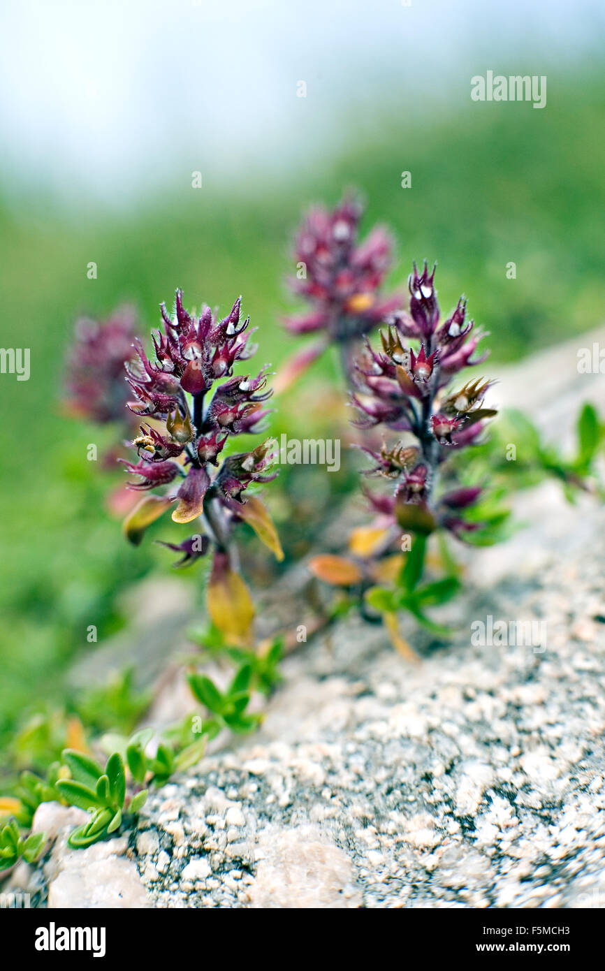 Blooming wild thyme Thymus perinicus in closeup Stock Photo