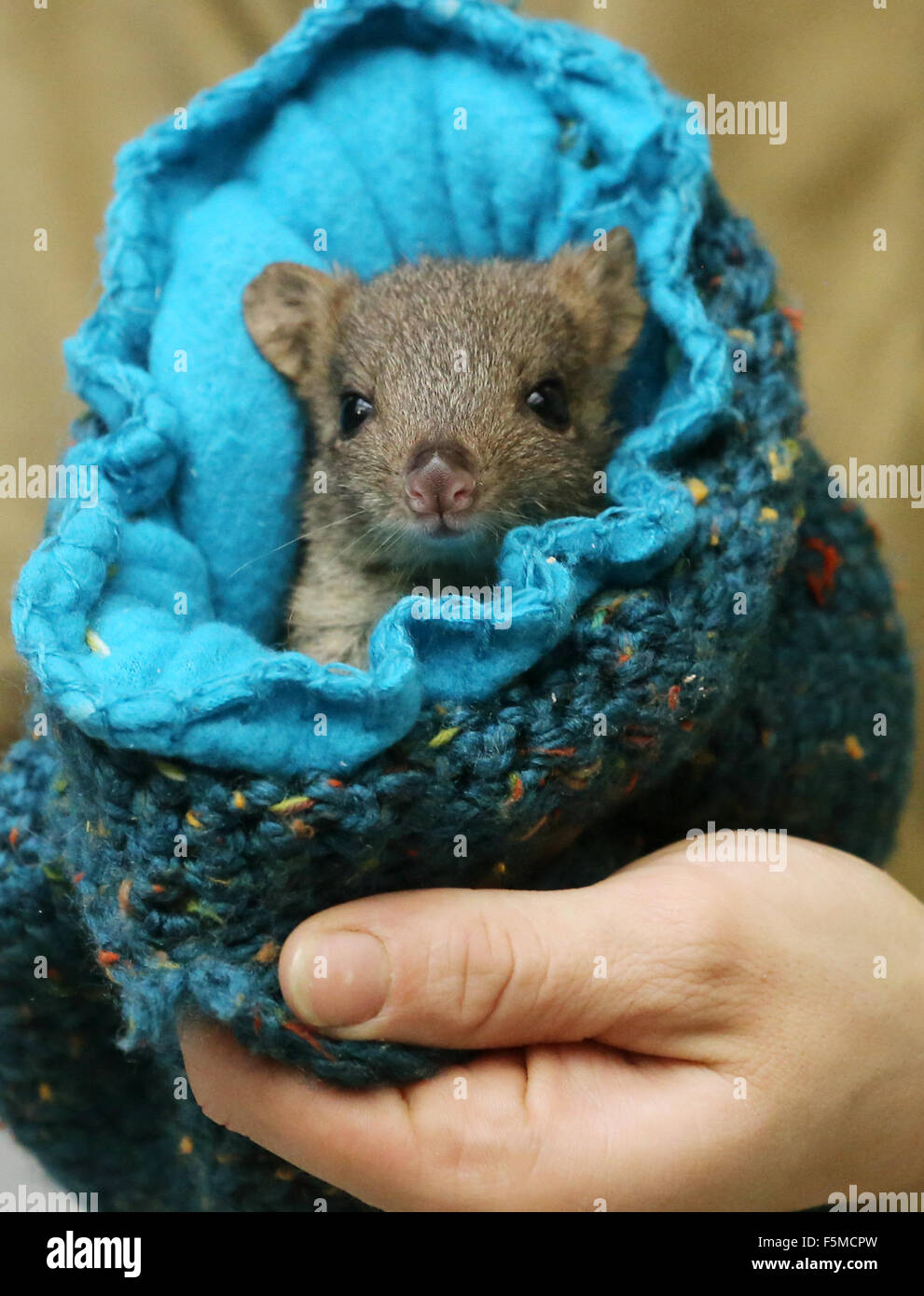 Duisburg, Germany. 6th Nov, 2015. Four-month old Lucy the baby rat-kangaroo in a knitted pouch, at the zoo in Duisburg, Germany, 6 November 2015. Lucy is being raised by keepers because her mother is died. PHOTO: ROLAND WEIHRAUCH/DPA/Alamy Live News Stock Photo