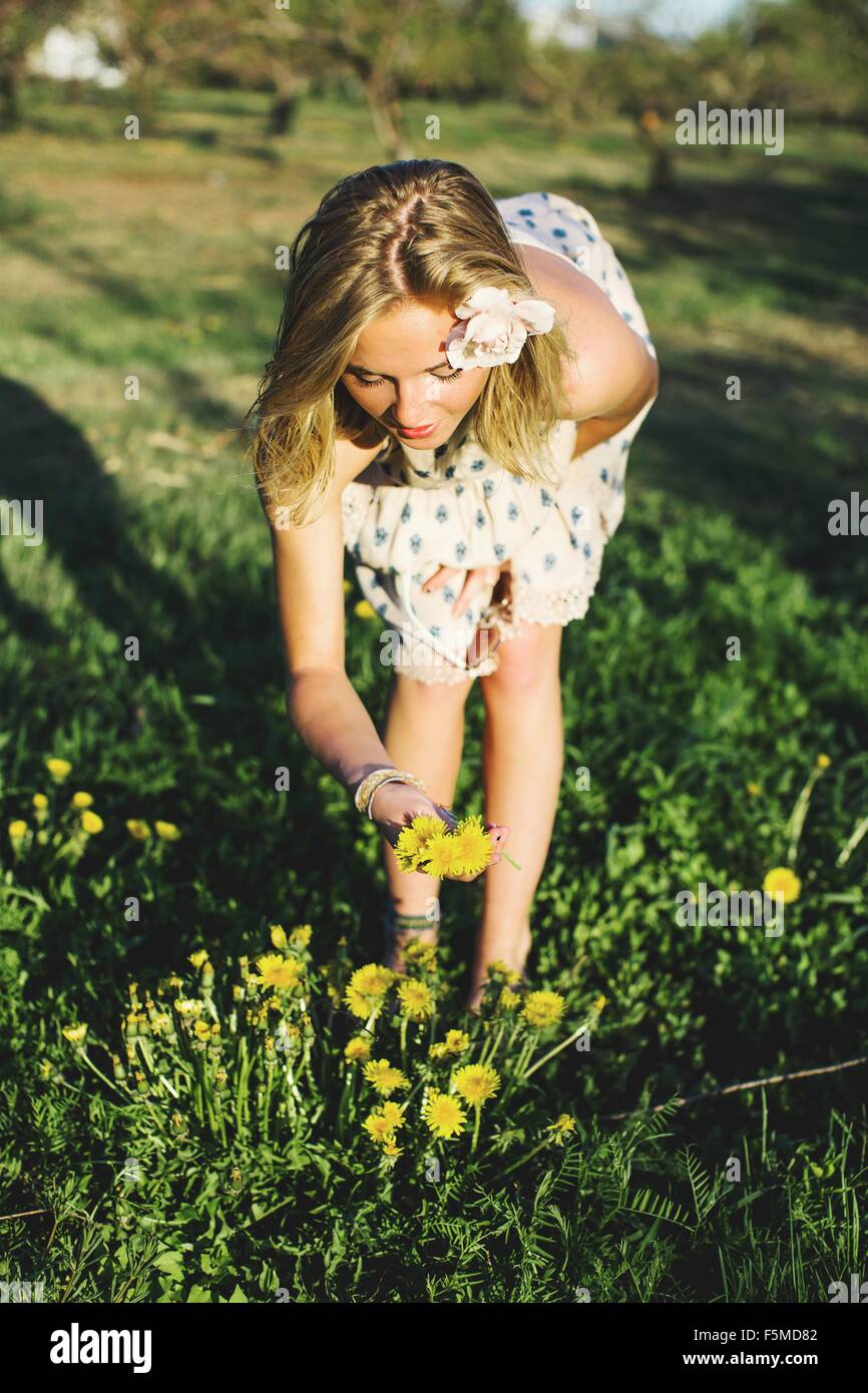 Front view of young woman bending over picking bunch of dandelion