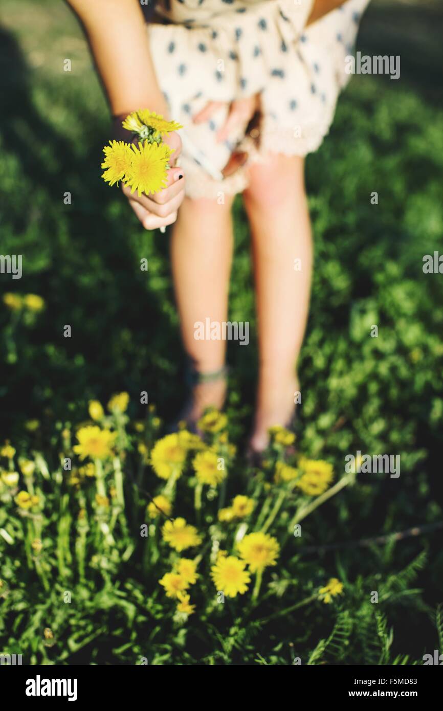 Waist down of young woman bending over picking bunch of dandelion flowers, differential focus Stock Photo