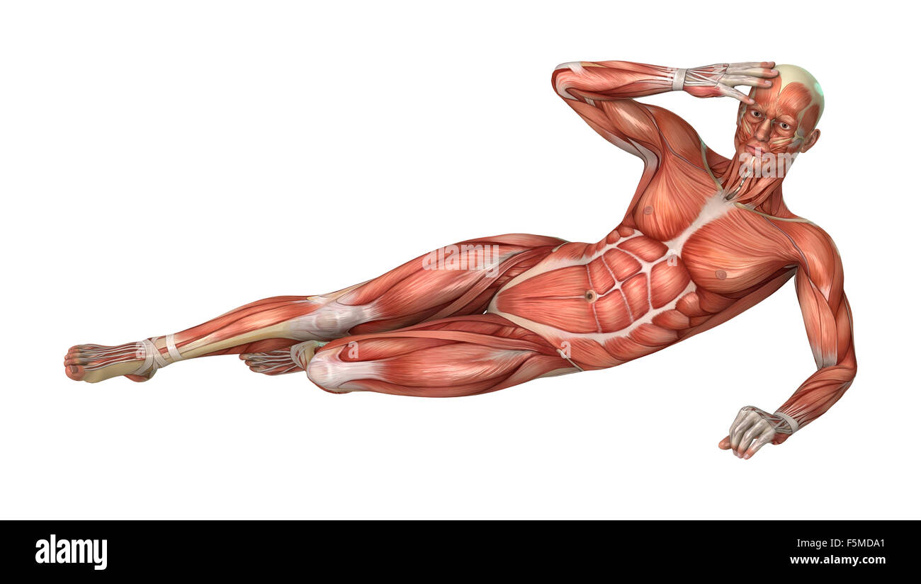 How To Rrender Muscles 3D digital render of a male figure with muscle maps isolated on white ...