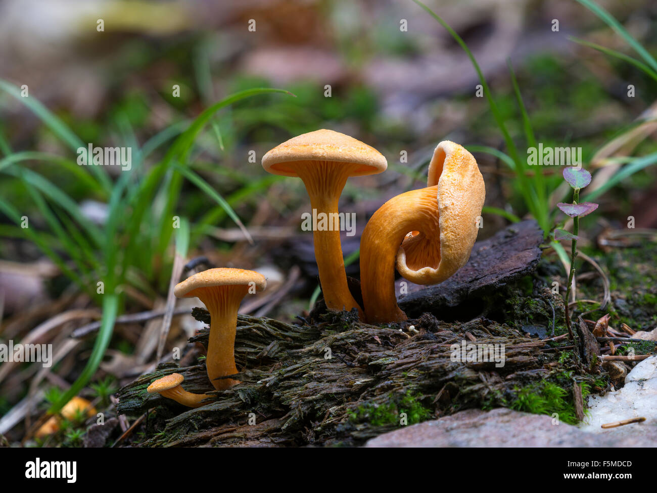 False chanterelle (Hygrophoropsis aurantiaca), Bad Homburg vor der Höhe, Hesse, Germany Stock Photo