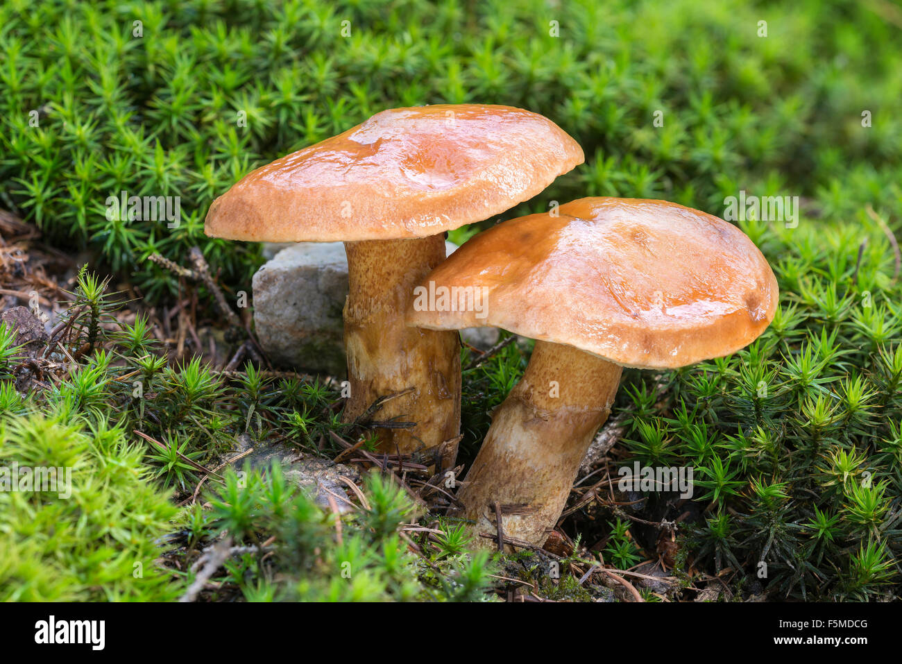 Greville's Bolete, Larch Bolete (Suillus grevillei), Mushroom, Bad Homburg, Hesse, Germany Stock Photo