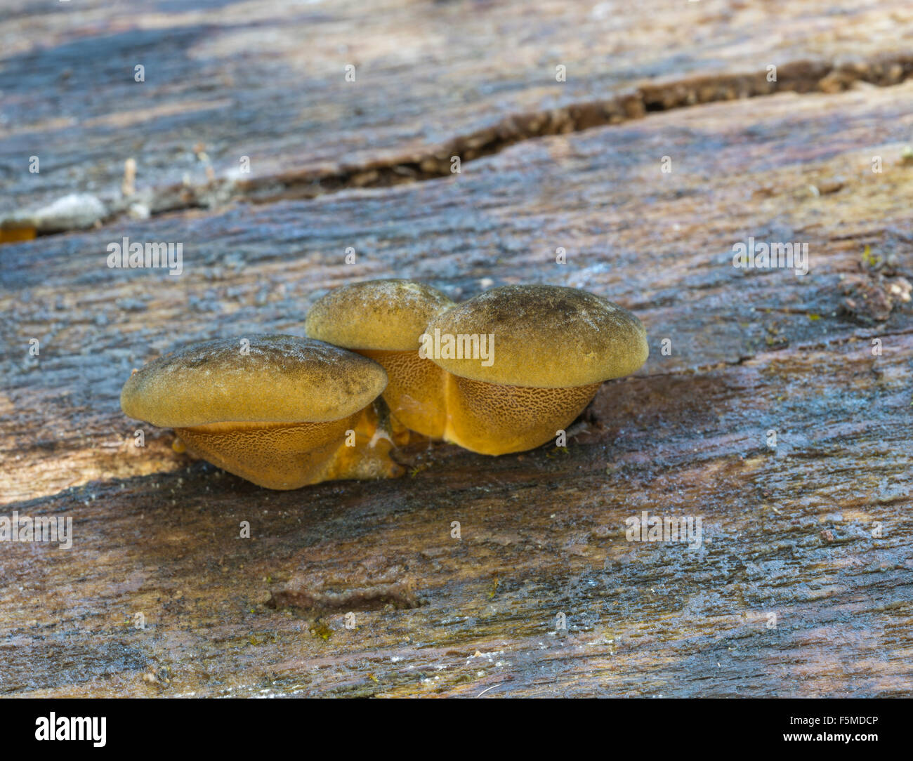 Late oyster (Panellus serotinus), fruiting bodies on rotting European or common hornbeam (Carpinus betulus) trunk Stock Photo
