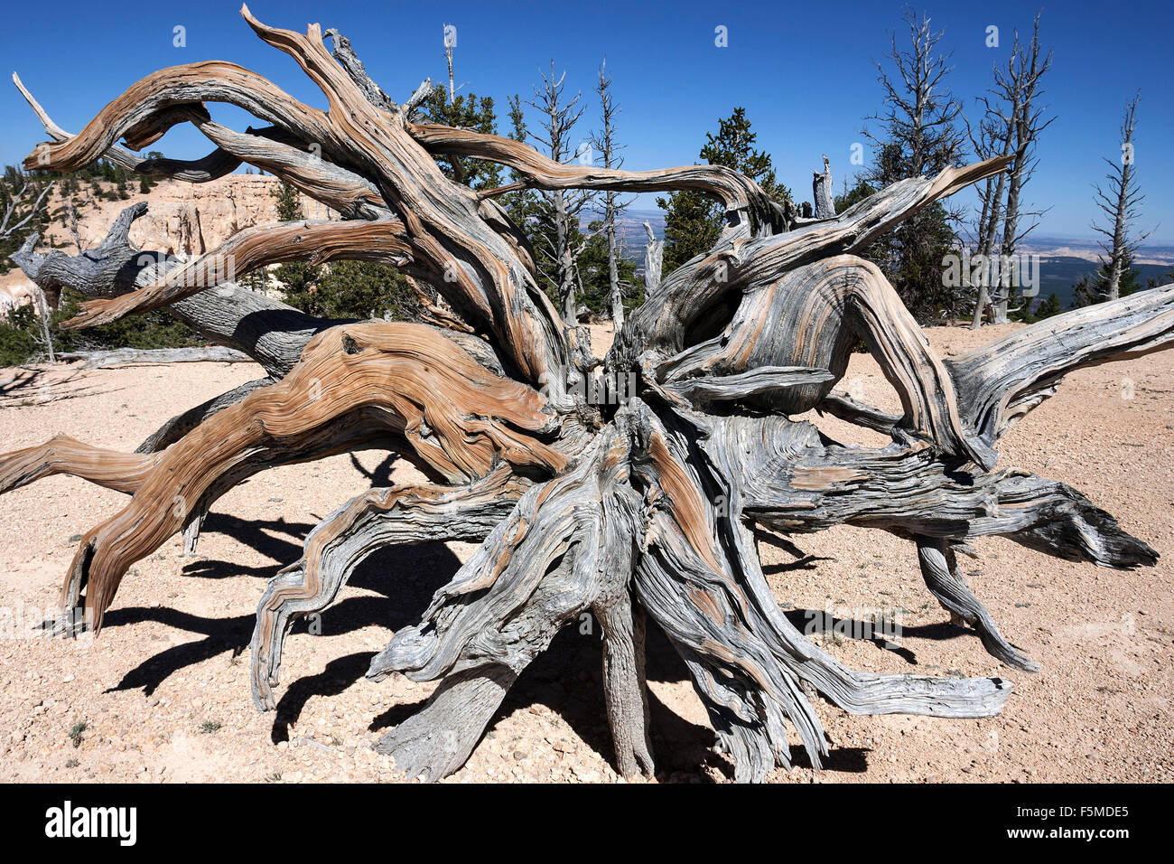 Rocky Mountain bristlecone pine (Pinus aristata), Bristlecone Pine Loop Trail, Bryce Canyon National Park, Utah, USA Stock Photo