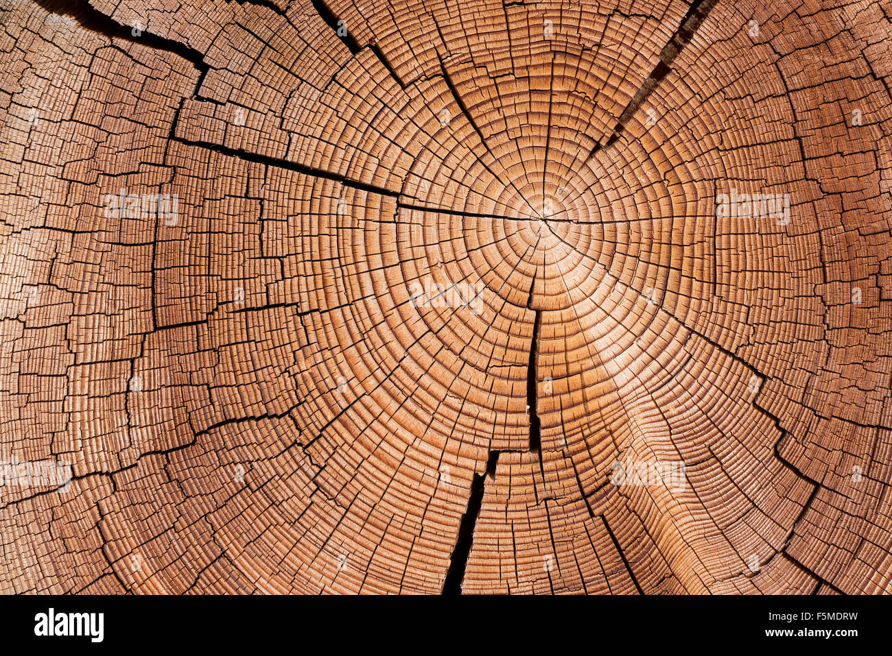 Cross section of tree trunk with annual rings, Virgental, East Tyrol, Austria Stock Photo