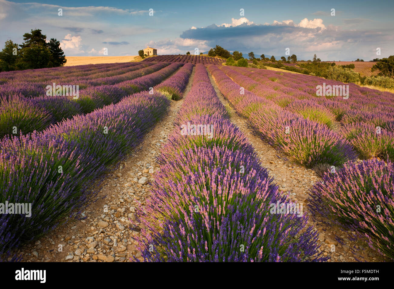 Lavender (Lavandula angustifolia) field, chapel, Alpes-de-Haute-Provence, Provence, Provence-Alpes-Côte d'Azur, France Stock Photo