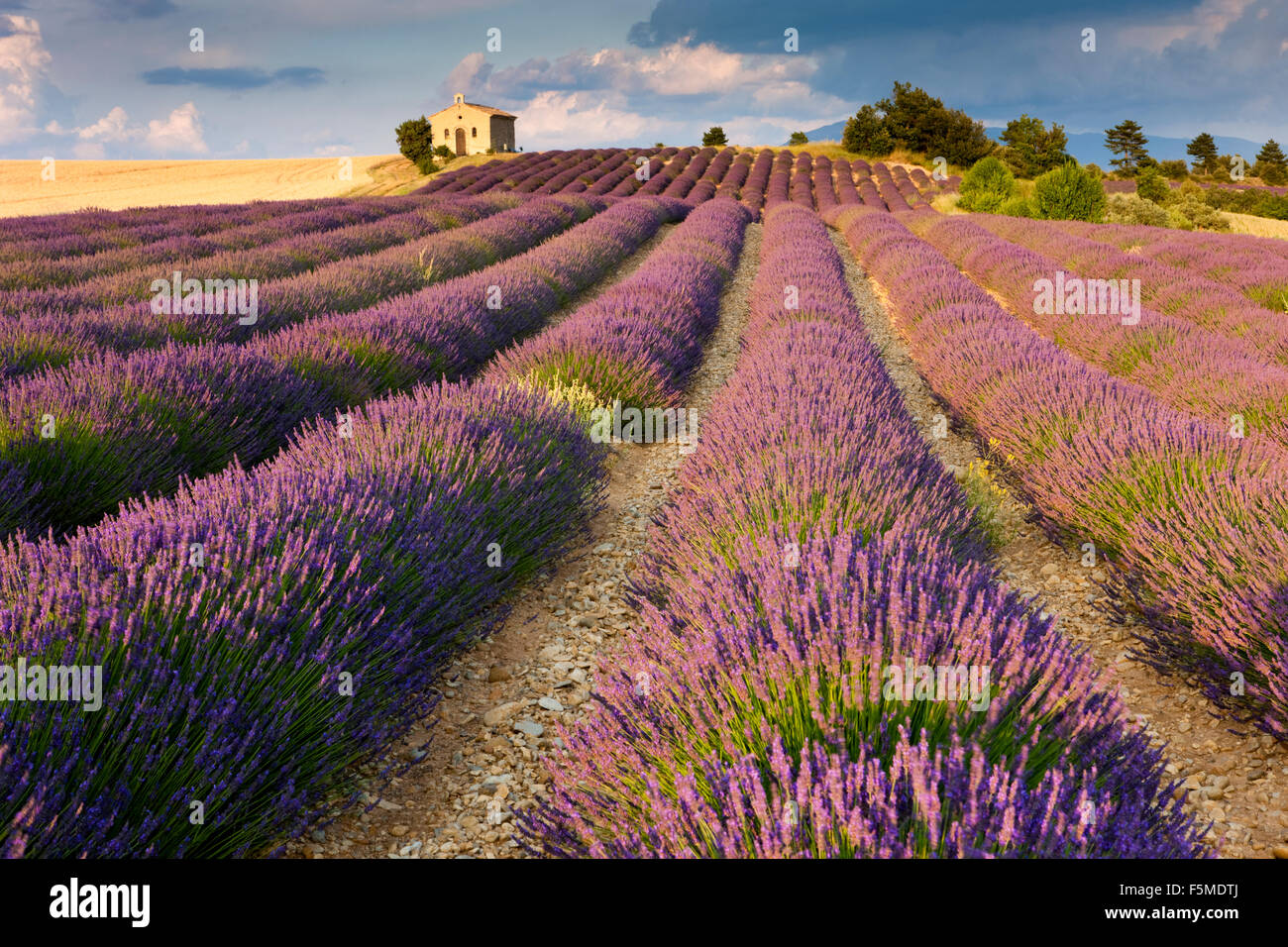 Lavender (Lavandula angustifolia) field, chapel, Alpes-de-Haute-Provence, Provence, Provence-Alpes-Côte d'Azur, France Stock Photo