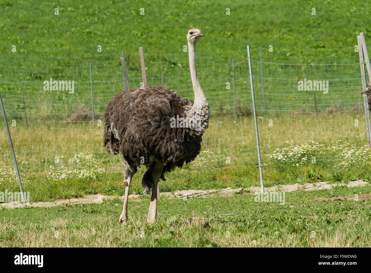 Common ostrich (Struthio camelus) on ostrich farm, captive, Rosenheim, Bavaria, Upper Bavaria, Germany Stock Photo