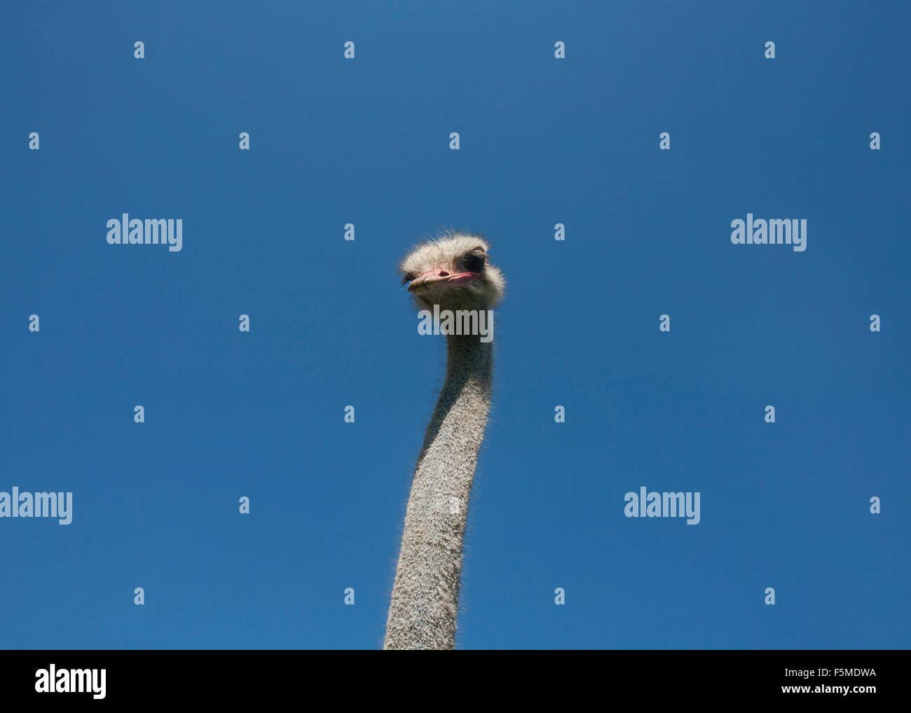 Common ostrich (Struthio camelus) on ostrich farm, head and blue sky, captive, Rosenheim, Bavaria, Upper Bavaria, Germany Stock Photo