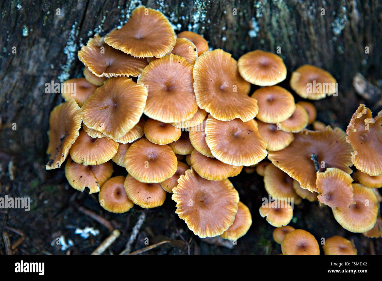 Close up of Xeromphalina campanella mushrooms with common names the