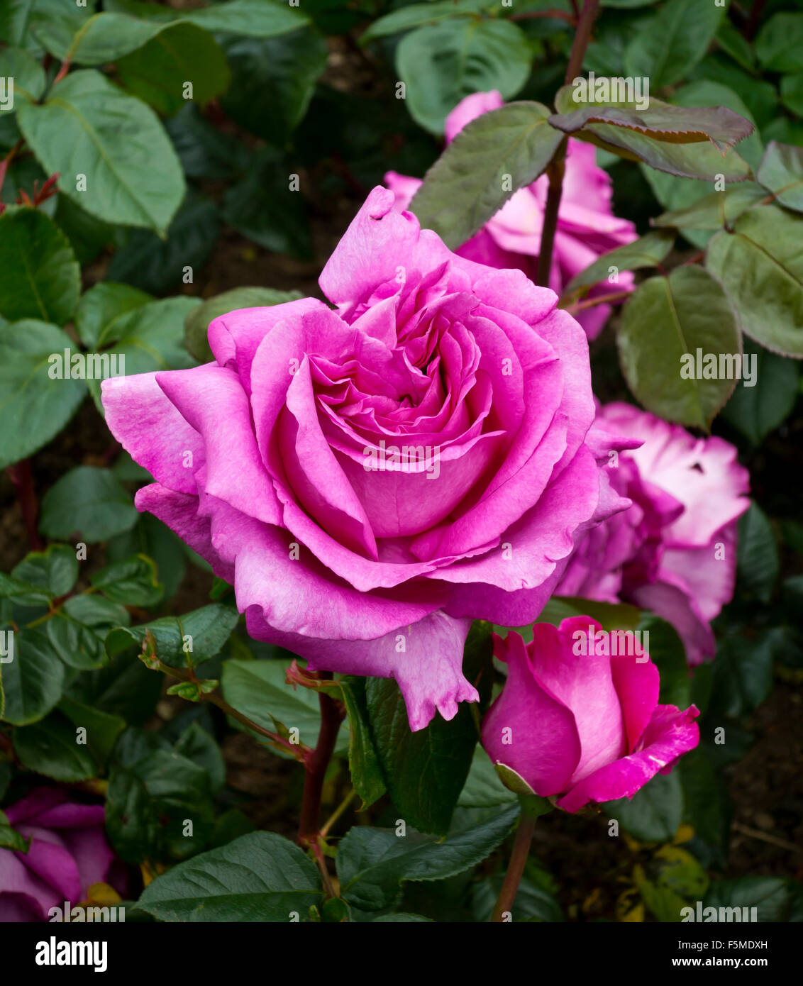 Close up of pink rose flower growing in a garden a woody perennial of the genus Rosa, within the family Rosaceae Stock Photo