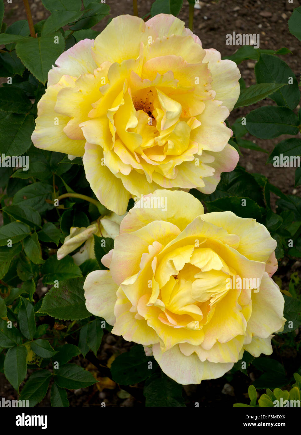 Close up of yellow rose flower growing in a garden a woody perennial of the genus Rosa, within the family Rosaceae Stock Photo