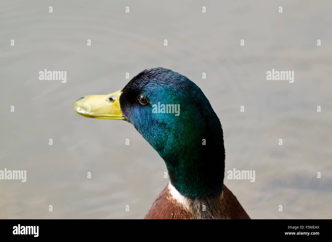 Wild young beautiful duck hi-res stock photography and images - Alamy