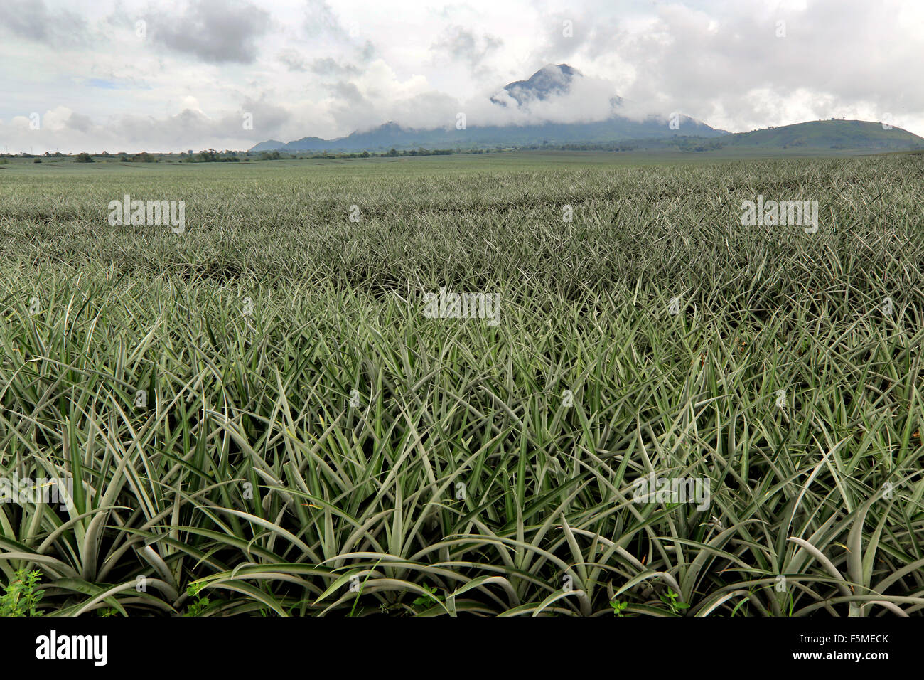 Fields of a Dole Pineapple Plantation on the foot of volcano Mount