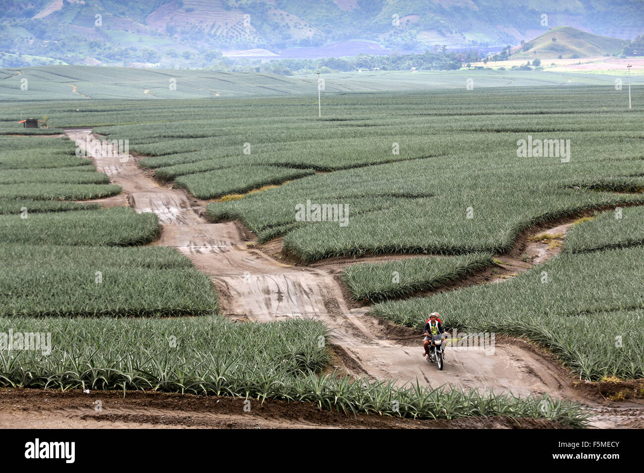 Fields of a Dole Pineapple Plantation near Polomolok, South Cotabato, Mindanao, The Philippines Stock Photo